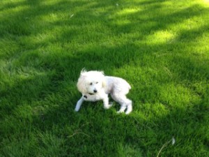 My pup Henry loving the grass and enjoying what he loves, going for a walk! 